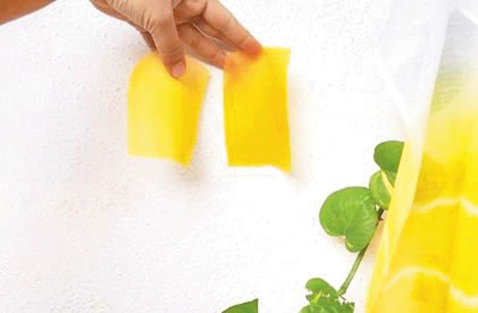 Fabric dyed with turmeric. Pic/Organic Symmetry Instagram