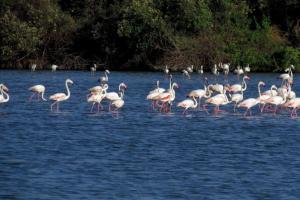 Are we seeing more flamingos this year?