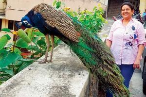 Peacocks strutter in quiet lanes of South Mumbai