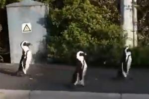 Viral video shows penguins walking freely on the streets of Cape Town