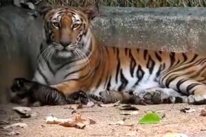 Tigress Anushka gives birth to three cubs at Birsa zoo amid lockdown