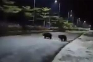 Wild bears patrol streets of Andhra Pradesh amid lockdown in state