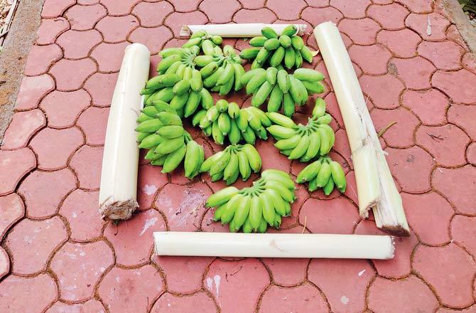 Bananas are among the produce grown at the urban farm