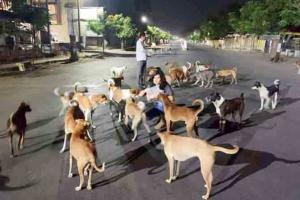 This couple feeds stray dogs, cats in Palghar during the lockdown