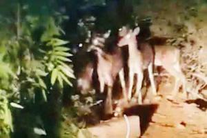 COVID-19 lockdown: Locals spot barking deer, spotted deer in Goregaon