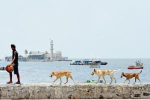 Mumbai Diary: Tuesday Dossier