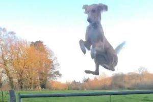 Video showing dog's helicopter leap through a gate amuses netizens