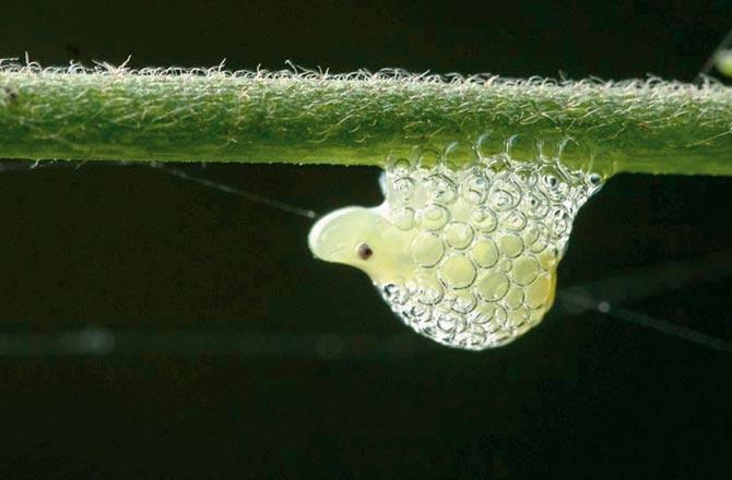 The picture of a spittlebug nymph shared by SGNP. Pic/Prajwal Ullal