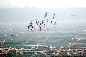 Flamingos flock to Navi Mumbai!