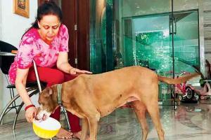 B-town buzz: Hema Malini is spending lockdown with her pets