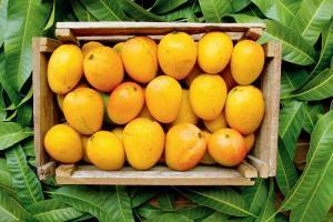Mumbai will get its mangoes, thanks to Konkan Railway
