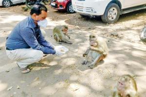 Government, NGOs to the rescue of starving animals in Raigad
