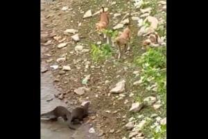 Otters put up a brave fight to protect their baby from feral dogs