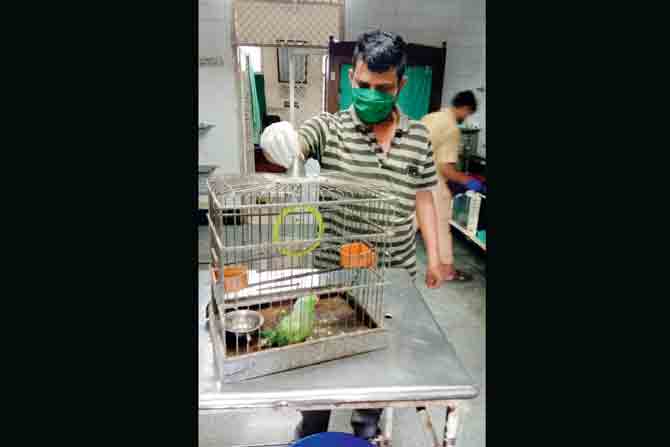 The parrot rescued from Bhandup is being looked after by a volunteer