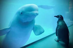 Viral video shows penguins meeting whales in closed aquarium