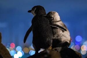 This picture of two widowed fairy penguins will well up your eyes