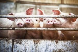 Coronavirus: US pork farmers panic as pandemic ruins hope for good year