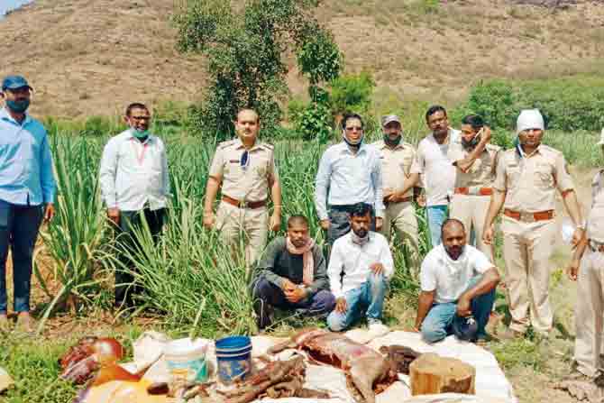 The police arrested two people in Satara for killing a wild boar