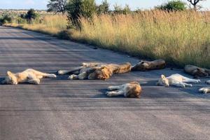 Coronavirus: In a rare sight, lions caught sleeping amid lockdown in SA