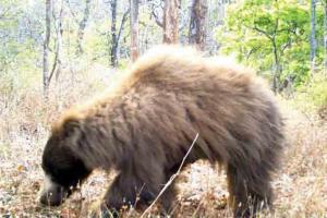 Rare sloth bear sighting recorded in Melghat