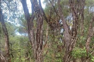 Can you spot a snake in this picture?