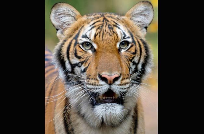 Tiger Nadia has tested positive after seemingly contracting Coroavirus from an asymptomatic caretaker at New York’s Bronx Zoo. France. Pics/AFP