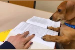 Pets doing homework: This new photography genre in making wins internet