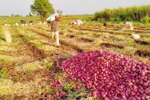 Junnar's farmers stare at bleak future amid lockdown