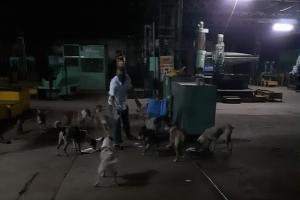 Dog zone! CR teams feed over 200 stray dogs on premise amid lockdown