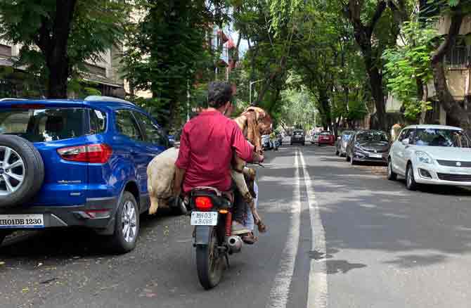 A man riding pillion on a bike holding a goat they bought for Eid al-Adha.