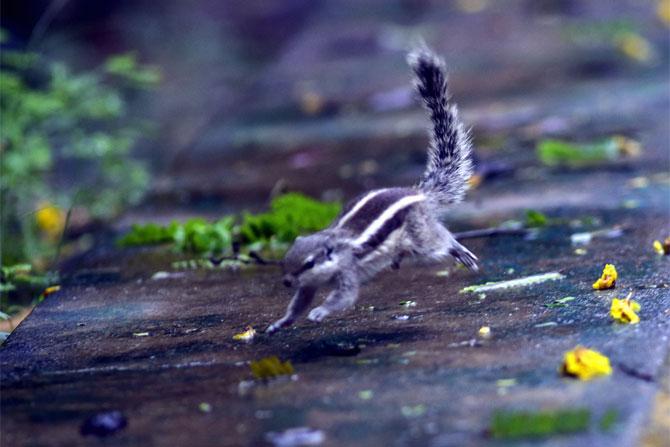 In photo: A squirrel was snapped enjoying a rainy morning a Shivaji Park in Dadar.