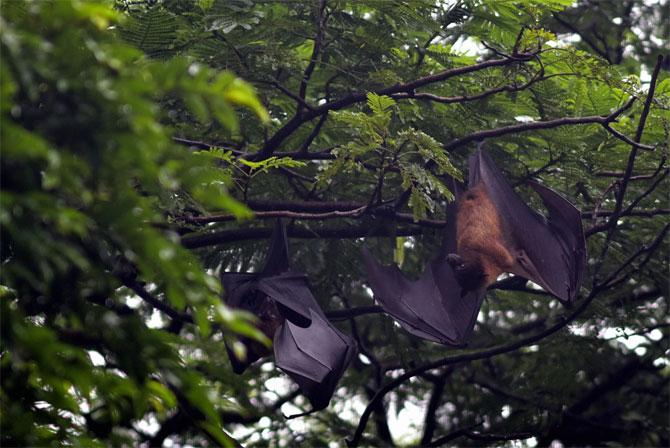 In photo: Bats snapped at Five Gardens nears Dadar Parsi Colony.