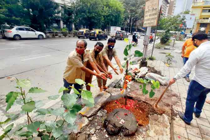 Rashtrabhimani Seva Samiti members have been planting saplings for all the frontline workers