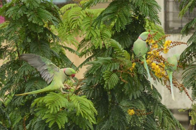 In photo: An Alexandrine parakeet or Alexandrian Parrot snapped in Kandivli.