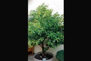 How I fraternised with the flowers