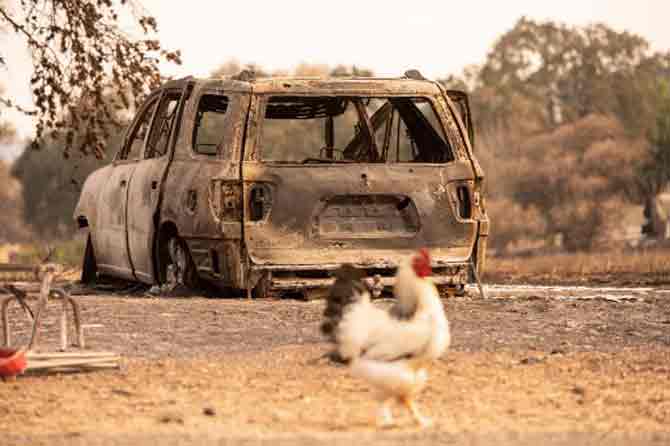 In picture: A rooster walks by a burned vehicle in Vacaville.
