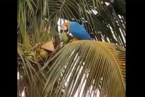Viral videos shows bird drinking coconut water to quench its thirst