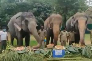 Special celebrations for elephants at Hyd Zoo including 82-yr-old Rani