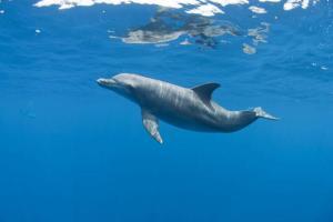 India to launch 10-year project to conserve Gangetic Dolphins