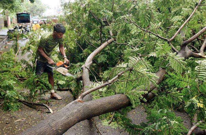 Workers remove a fallen tree at Jogeshwari West. Pic/Anurag Ahire