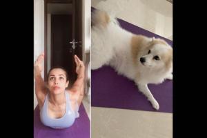 Malaika's pet Casper looks on as she 'twists' herself into a yoga pose!