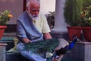 Narendra Modi's video with peacock will give you ultimate Sunday vibes