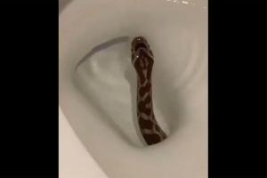 Watch Video: Snake emerges from toilet bowl from bathroom