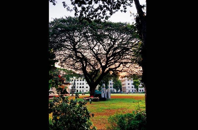 The century-old rain tree that has shaded at least three generations on the central lawn of Rustom Baug, Byculla. Pic/Alysha Khodaiji