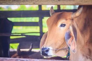 Cow vigilantes attack man with hammer on suspicion of transporting beef