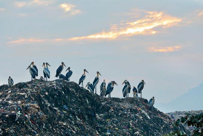 A still from The Stork Saviours