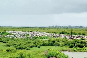 Mumbai: 'Protect' Uran's garbage pile, urge city's green activists