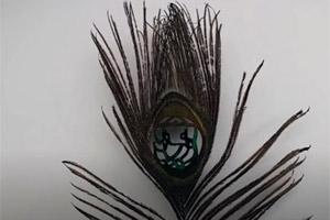 Ganesh Chaturthi: Artist creates lord Ganesha on peacock feather