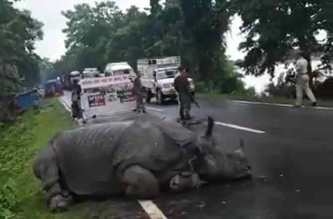 A screengrab of the video shared by Kaziranga National Park and Tiger Reserve on Twitter