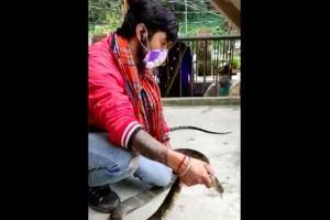 Viral video: Huge king cobra rescued from house in Nainital